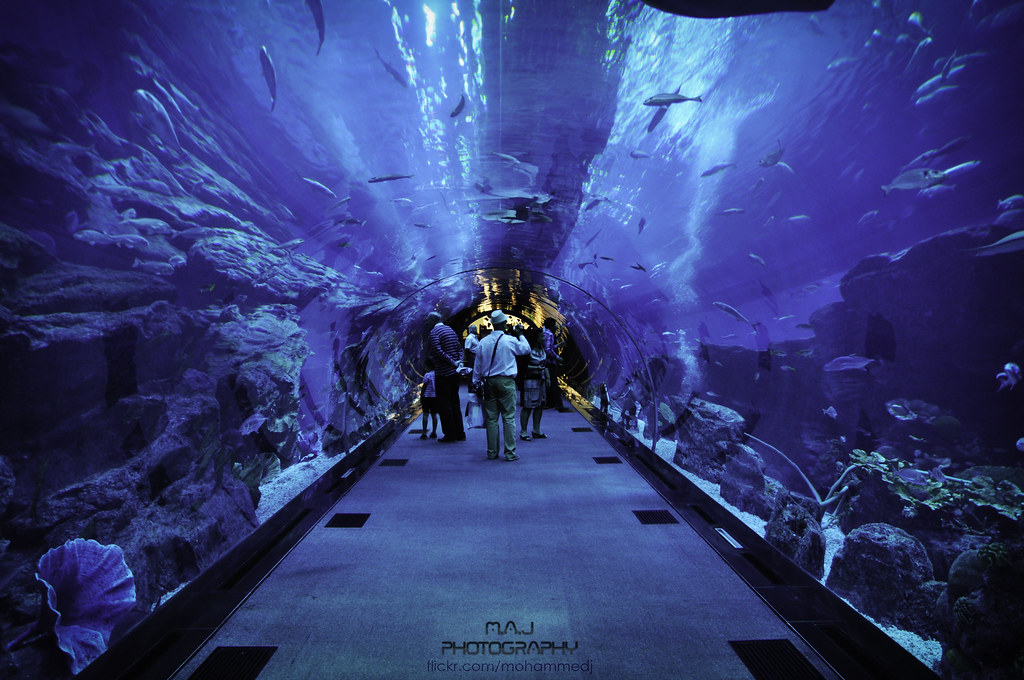 Dubai Aquarium & Underwater Zoo